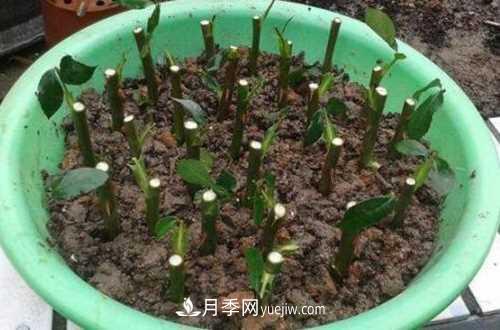 養(yǎng)護(hù)月季時(shí)需要扦插的時(shí)候都要注意哪些事項(xiàng)？(圖3)