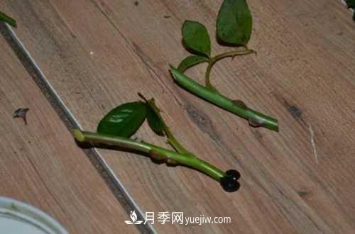 養(yǎng)護(hù)月季時(shí)需要扦插的時(shí)候都要注意哪些事項(xiàng)？(圖2)