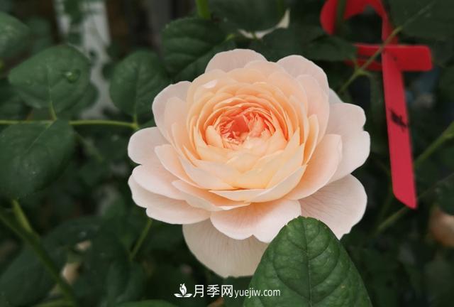 月季和玫瑰，她們都叫Rose！美麗與浪漫的化身(圖1)