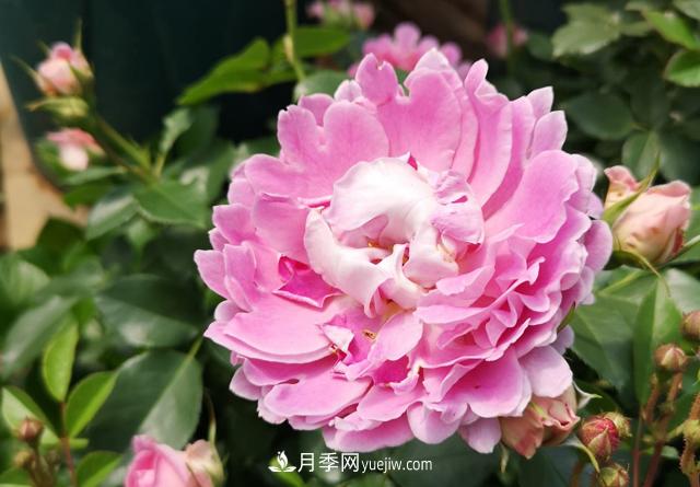 月季和玫瑰，她們都叫Rose！美麗與浪漫的化身(圖2)