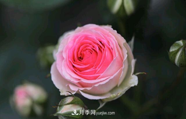 月季和玫瑰，她們都叫Rose！美麗與浪漫的化身(圖3)