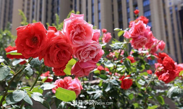 月季花好養(yǎng)嗎？給你養(yǎng)殖方法，養(yǎng)過(guò)后就欲罷不能(圖1)