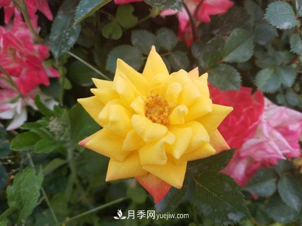 地被月季有哪些品種？紅色、黃色、白色、藍(lán)色？(圖6)