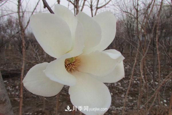 廣玉蘭和白玉蘭的區(qū)別，不同與相同之處(圖1)