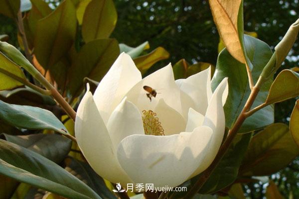 廣玉蘭和白玉蘭的區(qū)別，不同與相同之處(圖2)