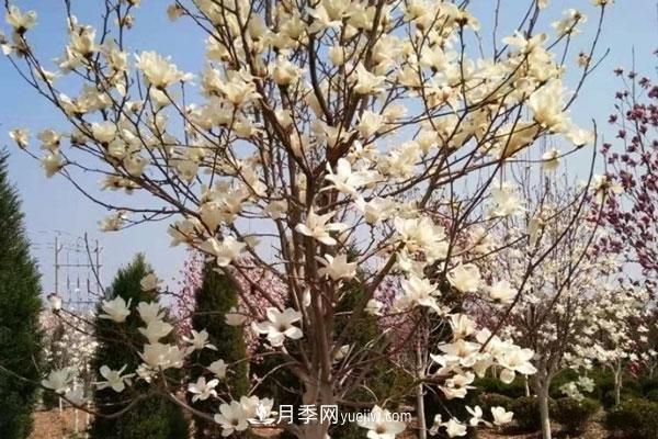 廣玉蘭和白玉蘭的區(qū)別，不同與相同之處(圖7)