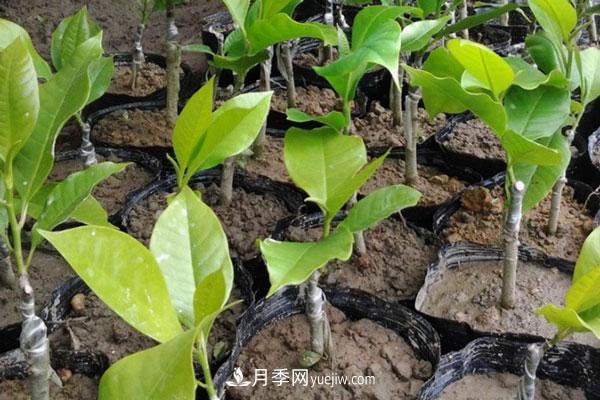 廣玉蘭和白玉蘭的區(qū)別，不同與相同之處(圖5)