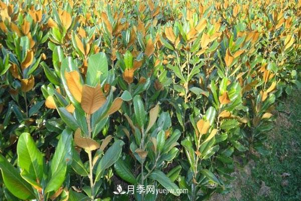 廣玉蘭和白玉蘭的區(qū)別，不同與相同之處(圖3)
