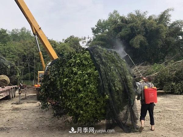 南陽桂花基地，桂花移植的***佳時(shí)機(jī)是什么時(shí)候(圖3)