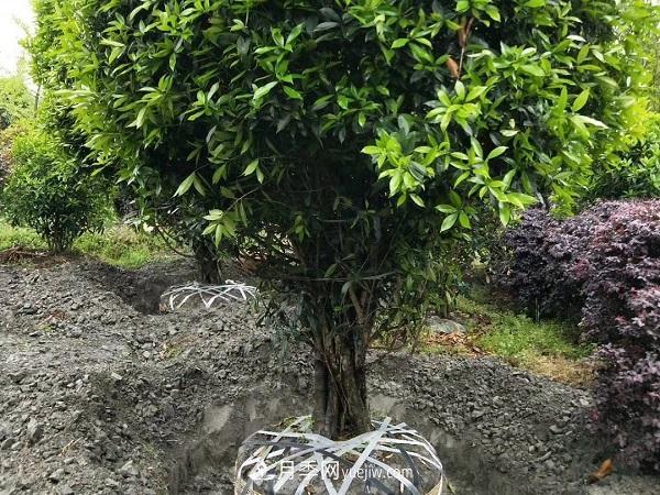 南陽桂花基地，桂花移植的***佳時(shí)機(jī)是什么時(shí)候(圖1)