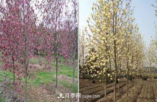 南召縣苗木園林公司供應紫紅黃玉蘭(圖1)