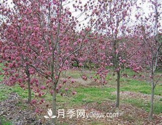冬季種植綠化苗木養(yǎng)護(hù)知識(shí)(圖1)