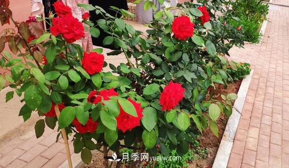 盆栽月季和地栽月季相比，哪種種植方式更耐旱？(圖2)