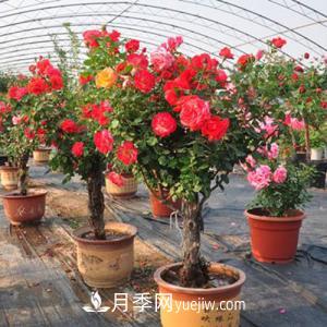 養(yǎng)月季不僅要學(xué)會防病蟲災(zāi)，還需要把握修剪的技能(圖1)