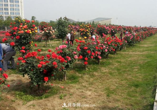 樹(shù)狀月季種植需要注意哪些問(wèn)題？(圖1)