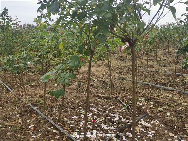 小高桿月季樹，小青桿月季批發(fā)(圖3)