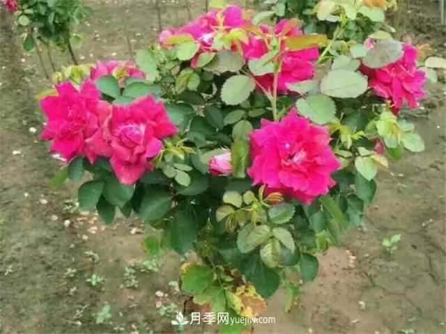 小高桿月季樹，小青桿月季批發(fā)(圖4)