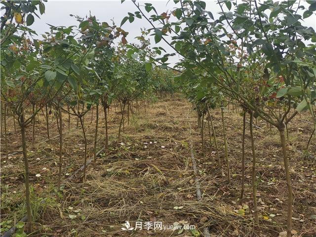 小高桿月季樹，小青桿月季批發(fā)(圖1)