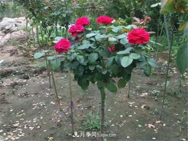 小高桿月季樹，小青桿月季批發(fā)(圖5)