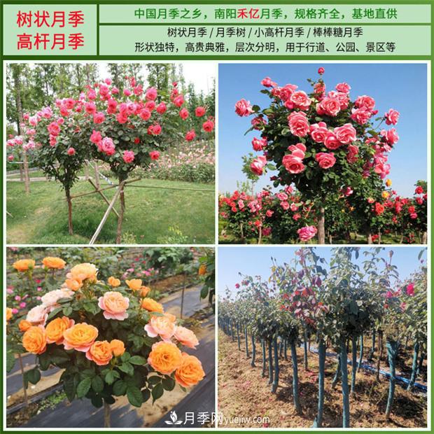 批發(fā)南陽(yáng)月季，就選擇南陽(yáng)禾億月季基地，放心(圖2)