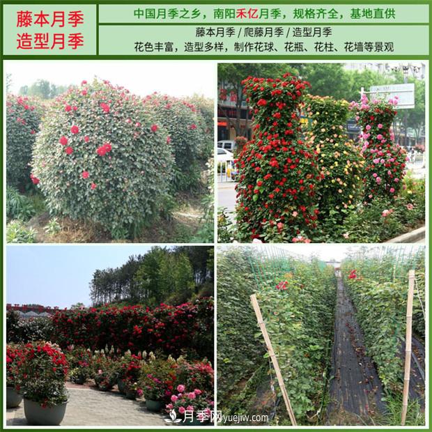 批發(fā)南陽(yáng)月季，就選擇南陽(yáng)禾億月季基地，放心(圖4)
