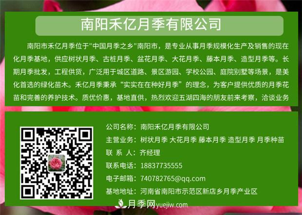 批發(fā)南陽(yáng)月季，就選擇南陽(yáng)禾億月季基地，放心(圖6)