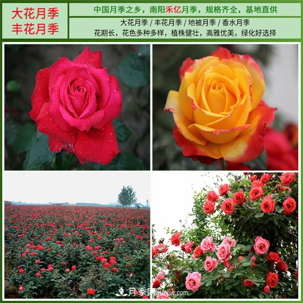 批發(fā)南陽(yáng)月季，就選擇南陽(yáng)禾億月季基地，放心(圖3)