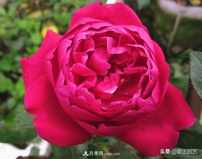 4種款又香又美，還好吃的月季花品種(圖1)