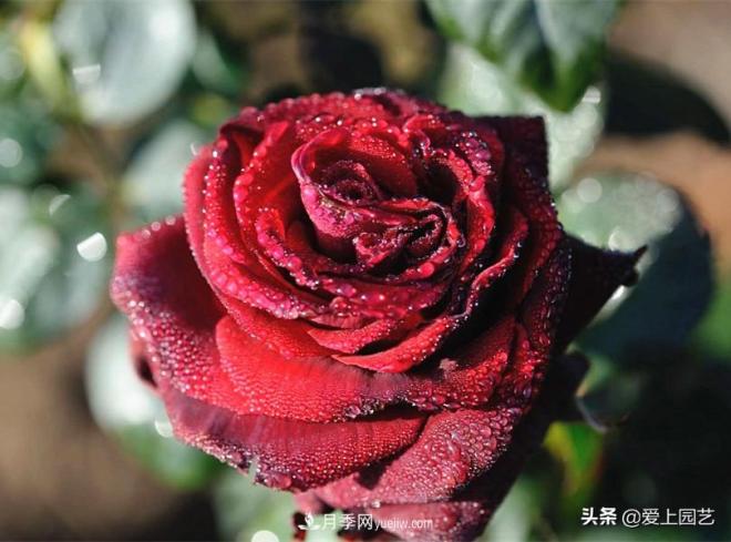4種款又香又美，還好吃的月季花品種(圖2)
