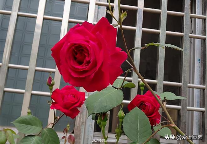 4種款又香又美，還好吃的月季花品種(圖3)