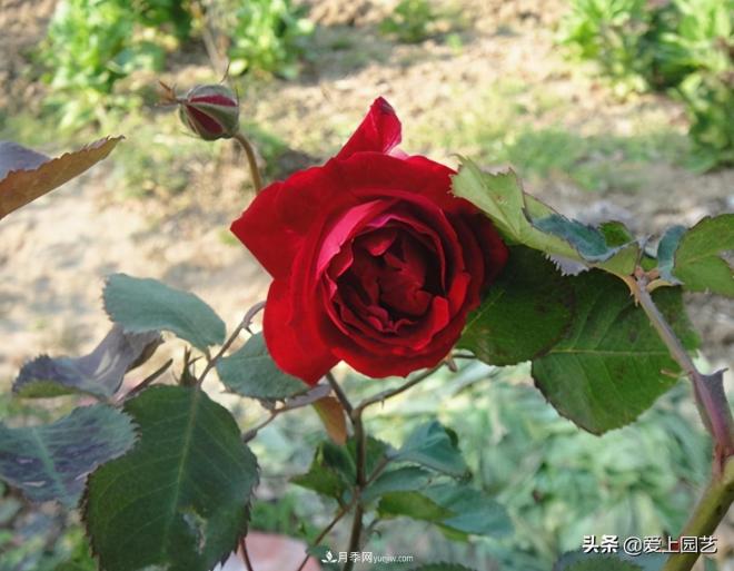 4種款又香又美，還好吃的月季花品種(圖4)