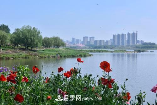 200多種月季花，花卉新品種豐富壽光城市園林色彩(圖2)