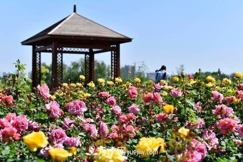 200多種月季花，花卉新品種豐富壽光城市園林色彩(圖3)