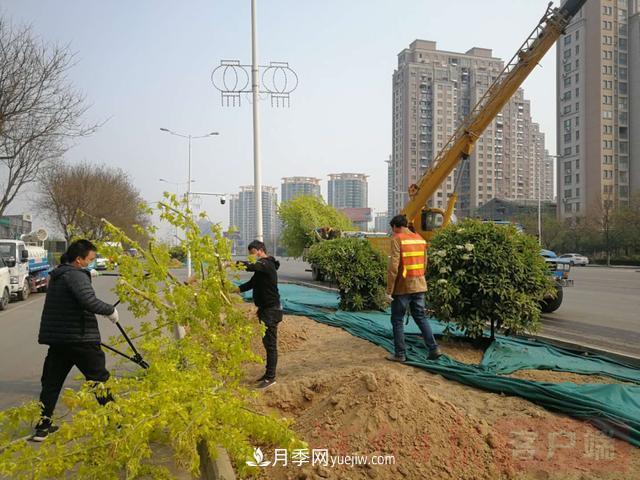 新鄉(xiāng)道路綠化升級(jí)喜現(xiàn)彩色樹，樹狀月季來了(圖1)