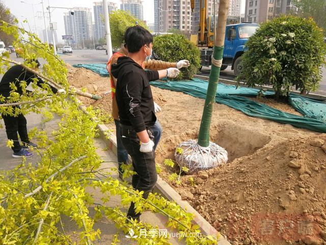 新鄉(xiāng)道路綠化升級(jí)喜現(xiàn)彩色樹，樹狀月季來了(圖2)
