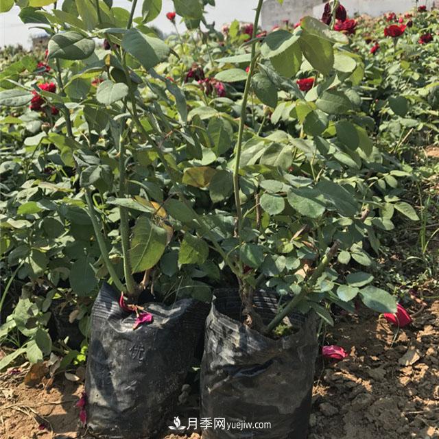 冬天天冷，一定要做好月季的保暖工作(圖1)