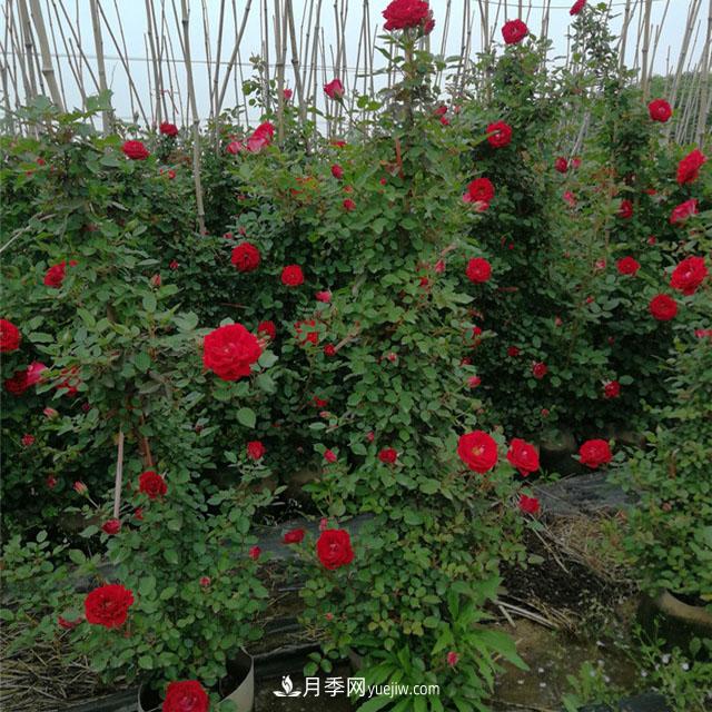 月季老化了，有什么處理方法(圖1)