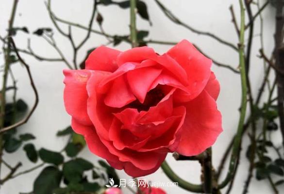 連云港市海州街道，月季好比臘梅花(圖1)