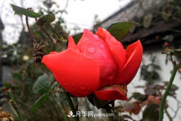 連云港市海州街道，月季好比臘梅花(圖2)