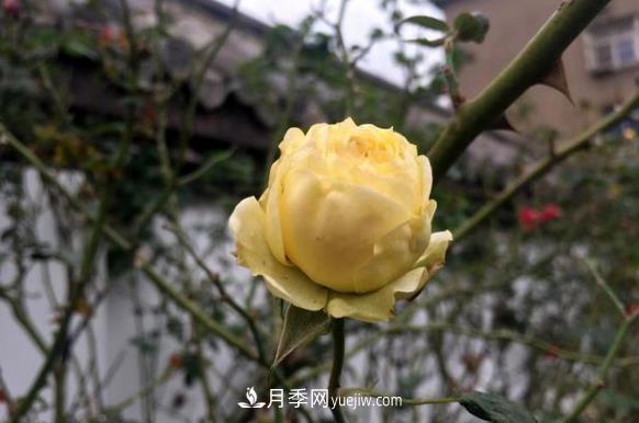 連云港市海州街道，月季好比臘梅花(圖3)