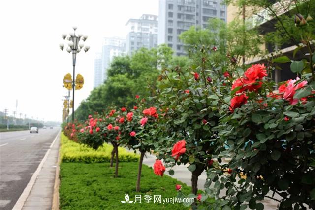 冬季常綠的綠化苗木有哪些？(圖1)
