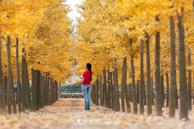 2021綠化苗木行業(yè)兩極分化加劇 你是哪一級(jí)？(圖1)