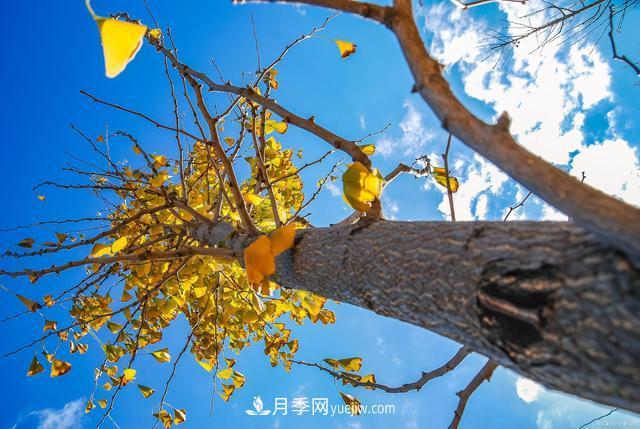 2021綠化苗木行業(yè)兩極分化加劇 你是哪一級(jí)？(圖3)