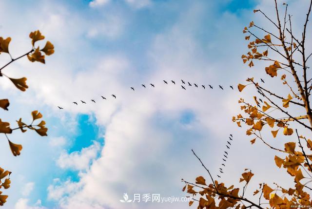 2021綠化苗木行業(yè)兩極分化加劇 你是哪一級(jí)？(圖2)