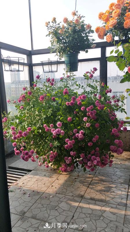 甜蜜馬車(chē)月季，花朵又美又香，四季持續(xù)開(kāi)花，值得擁有(圖3)