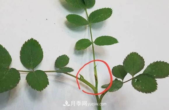 月季盲枝如何分辨？剪不剪？(圖1)
