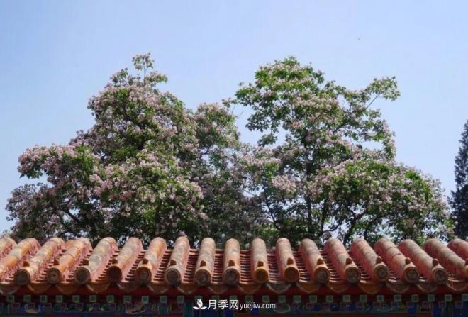 2021年楸樹需求量將爆發(fā)式增長，苗木人可占據(jù)商機(jī)(圖3)