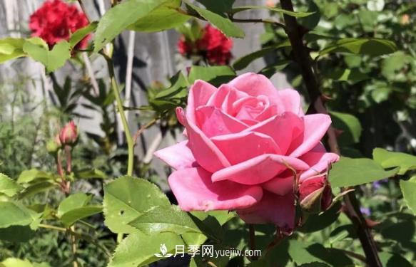 癡迷花花草草，月季讓我愛不釋手(圖2)