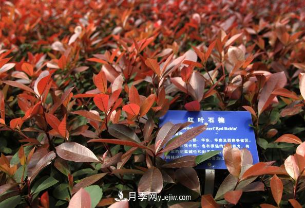 南陽紅葉石楠，多元造型與養(yǎng)護，低端苗木玩出高大上(圖1)