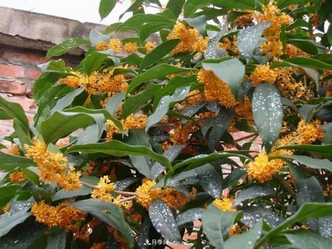 南陽桂花多達45個品種，漲知識了(圖2)